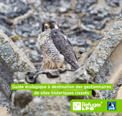 Accueillir la biodiversité dans les bâtiments historiques | Ligue de Protection des Oiseaux