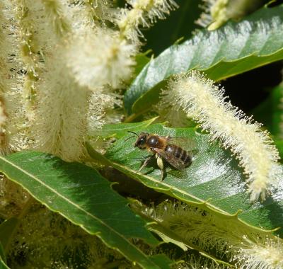 Apiculture & Forêt : un alliance bénéfique