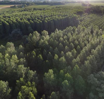 LA POPULICULTURE LIGERIENNE GUIDE PEUPLIER ENVIRONNEMENT PAYSAGE 