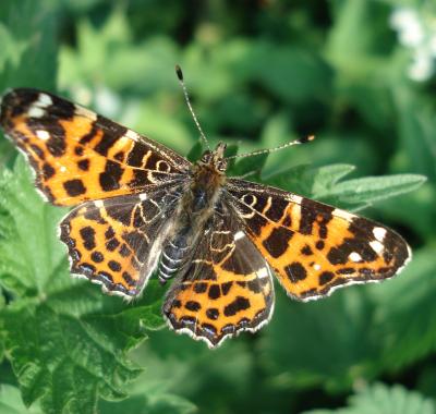 Chiffres clefs sur les papillons de jour en France et en Centre-Val de Loire