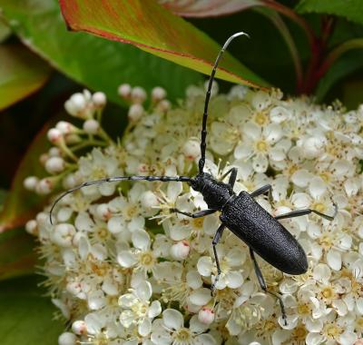 Observer la biodiversité avec les sciences participatives