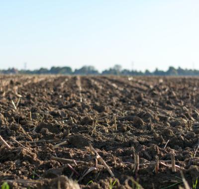 Gestion des friches : les solutions fondées sur la nature | BRGM