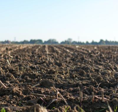 Gestion des friches : les solutions fondées sur la nature | BRGM