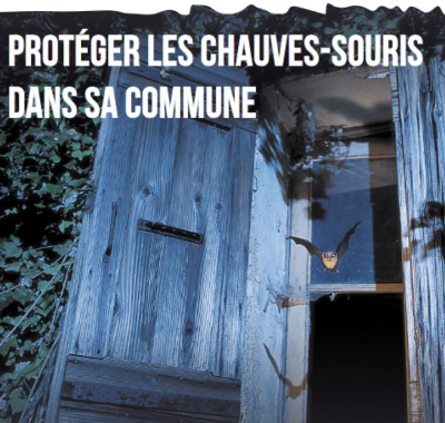 Protéger les chauves-souris dans sa commune | FNE Alpes de Haute-Provence