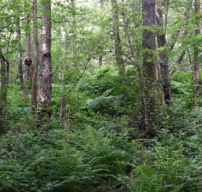 Chiffres-clés de la forêt en Centre-Val de Loire