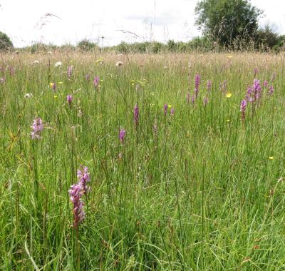 Fiche habitat emblématique : les prairies humides à orchidées