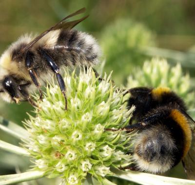 La plateforme sur les insectes pollinisateurs