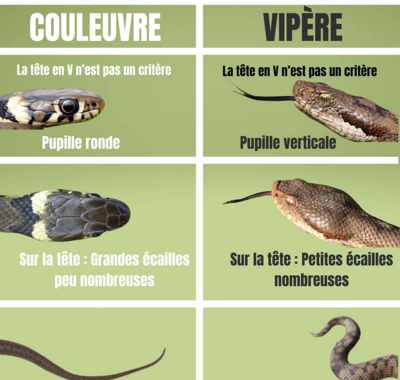 Identifier couleuvre vs vipère