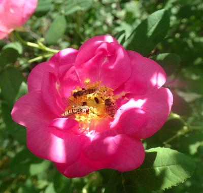 Fiche espèce emblématique : la Rose de France