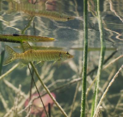 Fiche espèce emblématique : le Brochet