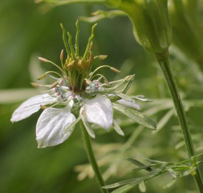 Fiche espèce emblématique : la Nigelle des champs