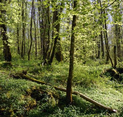 Indicateur | État et suivi de la forêt