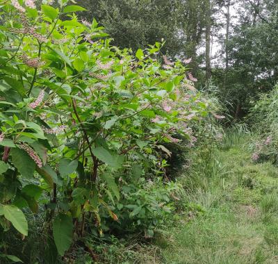 Espèces exotiques envahissantes en Centre-Val de Loire, de la recherche à l'innovation