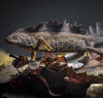 Atlas des amphibiens et reptiles de Centre-Val de Loire 