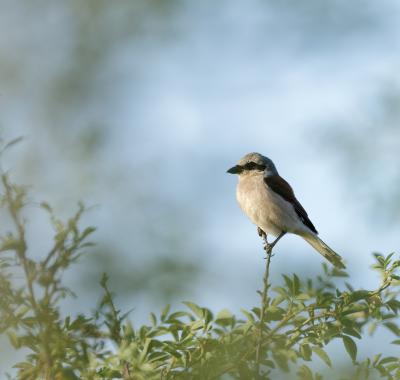 L'inventaire de la Biodiversité Communale (IBC) à Cheverny