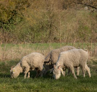 Pâturage et gestion des espaces naturels fréquentés à Dreux (28)