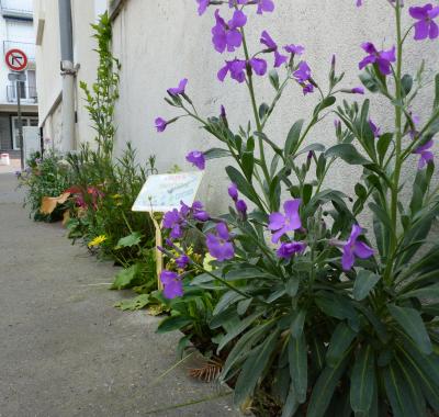 Participation citoyenne et co-construction pour plus de biodiversité à Tours