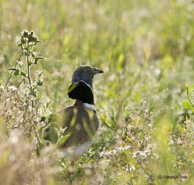 Suivi GPS d'Outardes canepetières sur le Plateau de Chabris dans l'Indre