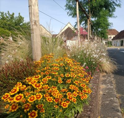 Création d'un îlot de fraicheur aux abords du centre culturel à Buzançais (36)