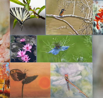 La culture artistique au service de l'atlas de la biodiversité communale