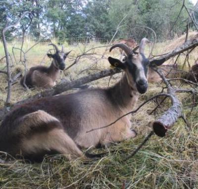Sauvegarde de la biodiversité au travers du patrimoine génétique par la ville de Tours (37)