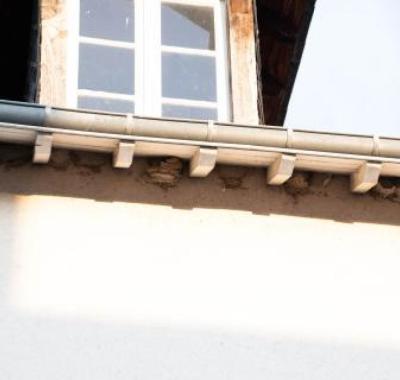 Suivi des hirondelles et martinets noirs dans le cadre de l’opération d’accompagnement à la rénovation des façades au cœur de Blois (41)