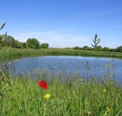 Reconquête de la Biodiversité sur la Vallée des Joncs (28) en revalorisant les eaux usées traitées d'une STEP
