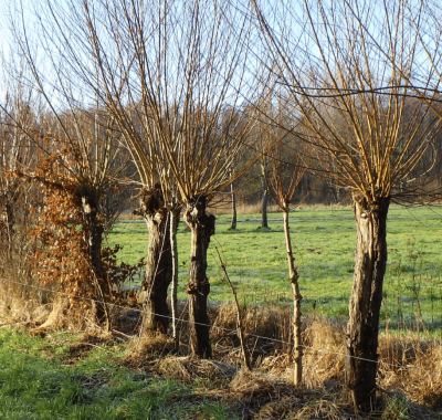 Planter des arbres trognes