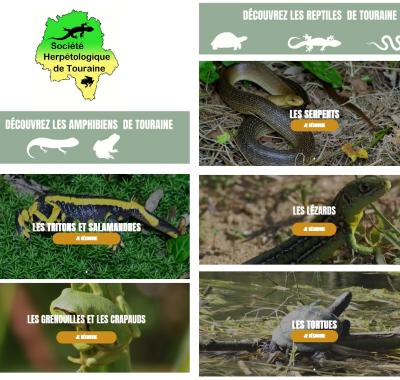 Reconnaître les Amphibiens et Reptiles de Touraine