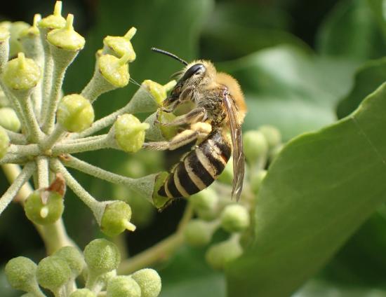 Insectes pollinisateurs et végétal local