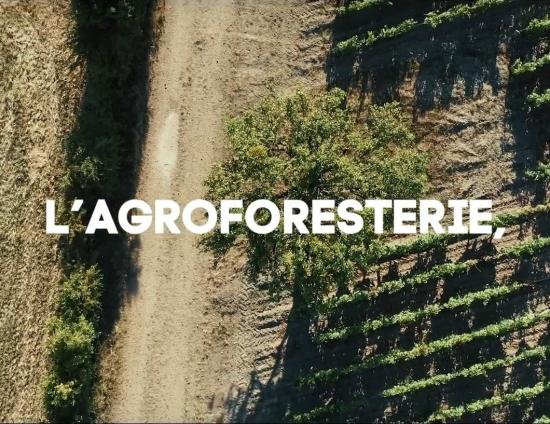 L'agroforesterie en viticulture - préambule