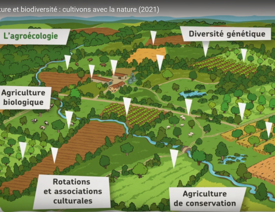 Agriculture et biodiversité : cultivons avec la nature | ARB Île-de-France