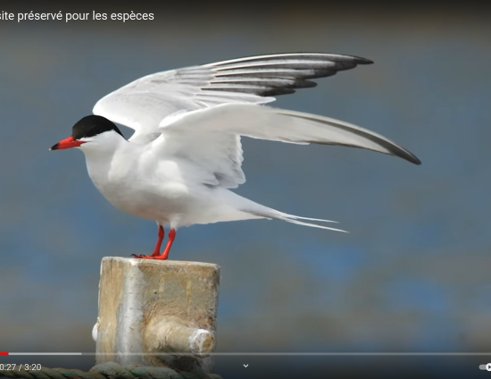 Beaugency, un site préservé pour les espèces | OFB