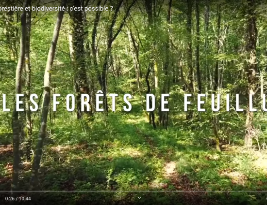 À la découverte des forêts de feuillus