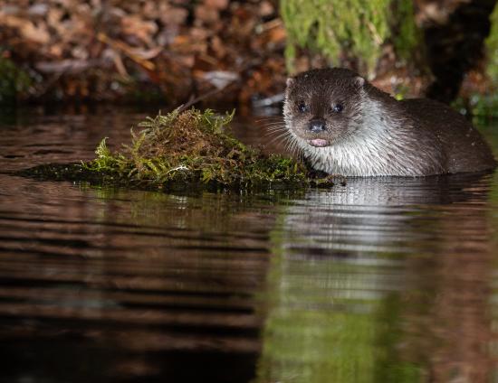 Mini conférence sur l'état des lieux régional de la biodiversité 2022