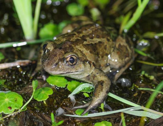 Pélobateland : Zones humides, biodiversité et gestion durable, un partenariat gagnant-gagnant