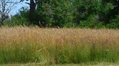 De la graine à la plante : filières locales et démonstration de brossage