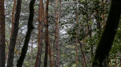 Les mardis de la science : enjeux socio-économiques et environnementaux autour des plantations forestières en Centre-Val de Loire | Mobe