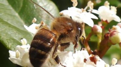 Entreprises et biodiversité : comment agir dans une logique RSE ? | UNIAGRO