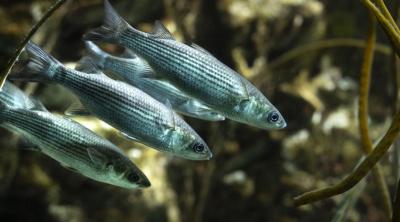RSE les enjeux de la biodiversité : mobiliser les équipes ! | MNHN