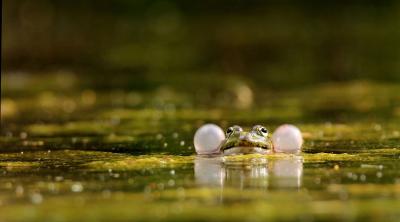 Fréquence Grenouille 2023