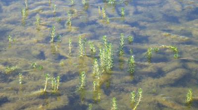 Gestion des plantes invasives en région Centre-Val de Loire
