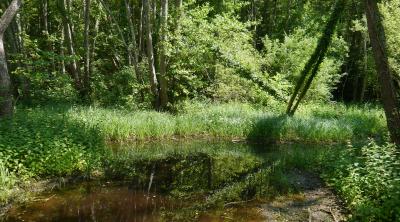 Webconférence "L’action foncière pour préserver les milieux humides" | OIEau et OFB