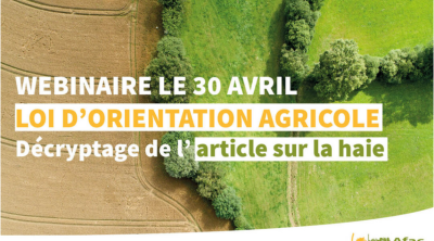 Décryptage de l'article sur la haie / la loi d'orientation agricole | Afac-Agroforesteries