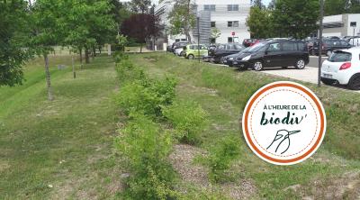 [À l'heure de la biodiv' !] Parcours de l'eau 1/4 : Les solutions naturelles pour la gestion du pluvial