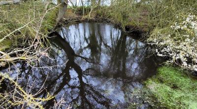 Les mares : solution pour la préservation de la faune, de la flore et du patrimoine communal
