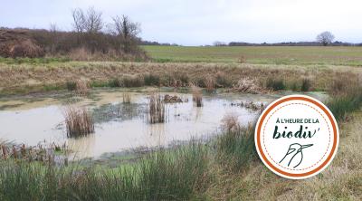 [À l'heure de la biodiv' !] Parcours de l'eau 2/4 : Contrer le ruissellement en milieu rural
