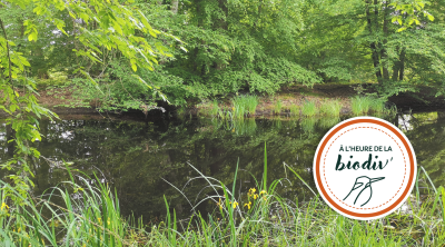 [À l'heure de la biodiv' !] Parcours de l'eau 3/4 : Saisir les opportunités des milieux humides
