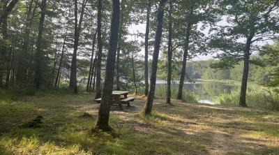 Bain de forêt à l'étang de Montperché (41)