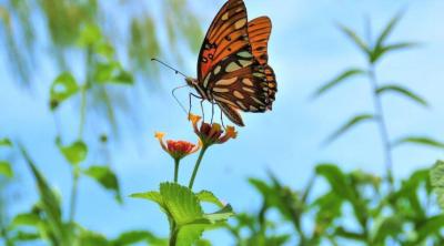 L’évaluation environnementale stratégique dans un contexte d’effondrement de la biodiversité : constats et enjeux | CNFPT